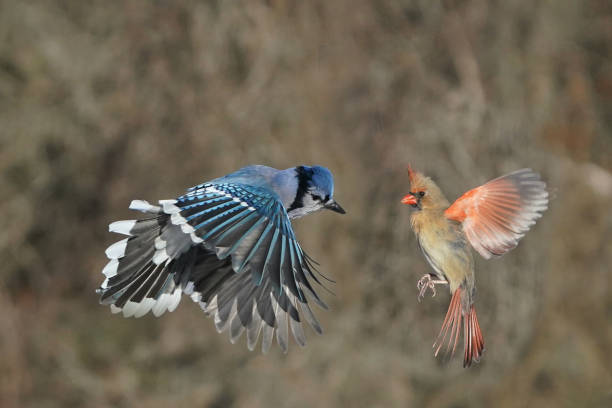 istock Blue Jays fighting over bird feeder in winter 2191318142