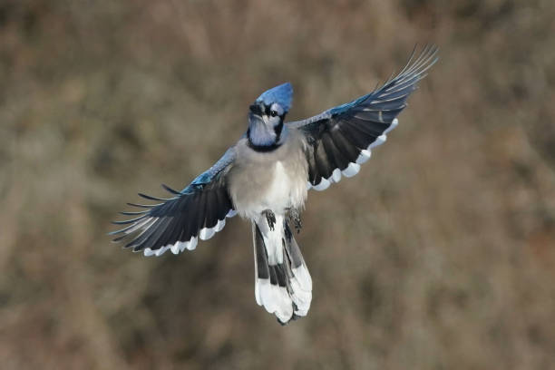 istock Blue Jays fighting over bird feeder in winter 2191318145