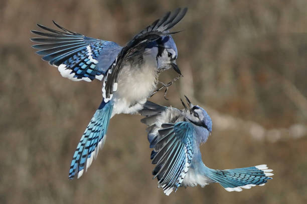 istock Blue Jays fighting over bird feeder in winter 2191318154
