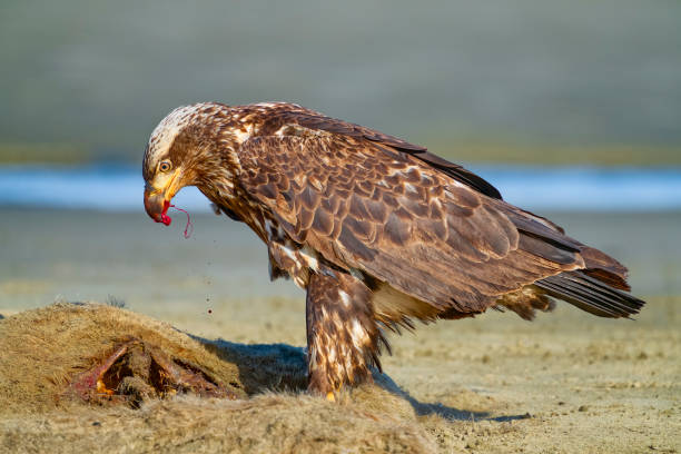 Bald Eagle foraging on a washed up seal carcass seen at the Pacific Rim National Park on Vancouver Island, British Columbia