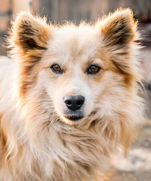 istock Dog with a white face and brown fur 2191320179