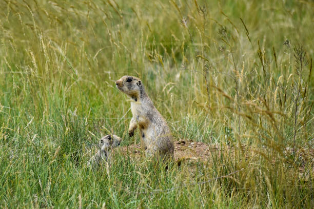 istock Mama Prairie Dog Leaning Over Baby 2191321718