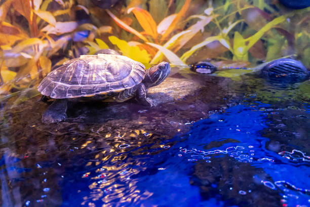 An Asian young woman is taking a closer look on Pig Nose Turtle (Fly River Turtle) during petting zoo visit in Malaysia.
