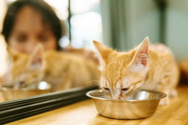 istock Adorable kitten drinking milk from a bowl with reflection in mirror 2191322955