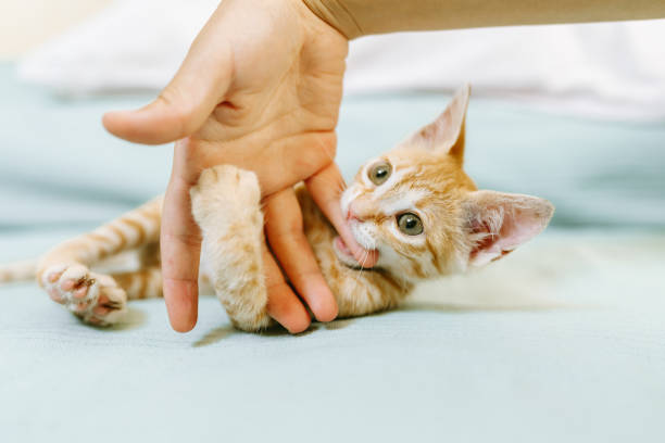 istock Playful ginger kitten biting a hand on a turquoise blanket 2191322969