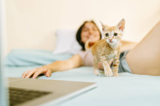 istock Playful ginger kitten exploring bed with owner and laptop 2191322978