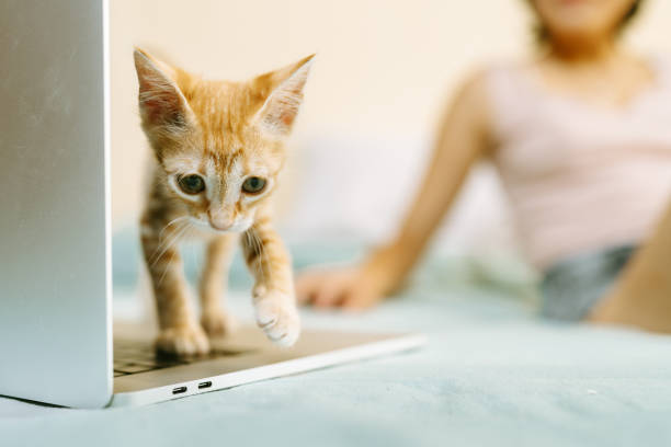 istock Playful ginger kitten walking on laptop keyboard 2191322979