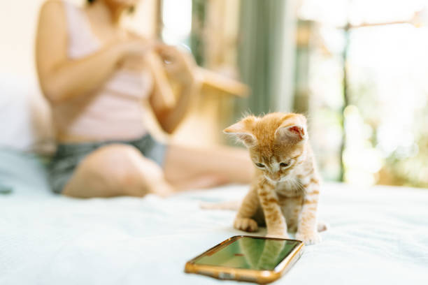 istock Kitten playing with smartphone while woman is relaxing on bed 2191322988