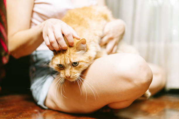 Young woman sitting on the floor, gently stroking a ginger kitten nestled comfortably in her lap, enjoying a moment of affection and bonding