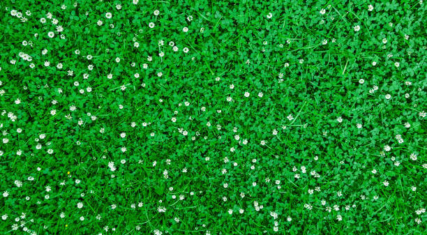 Green field with white flowers stock photo