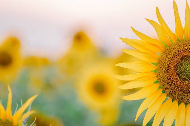 istock Half sunflower fully bloomed close up at farm field. Blurry background and copy space. 2191323734