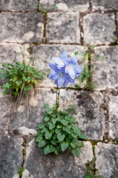 istock Delicate purple flower blooming in stone pavement crack 2191324941