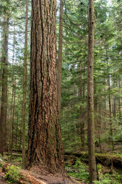 Old growth Douglas Fir tree. Nelson Creek Trail. West Vancouver, BC
