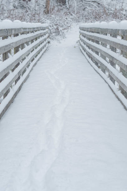 First snow, season selective focus snow covered morning