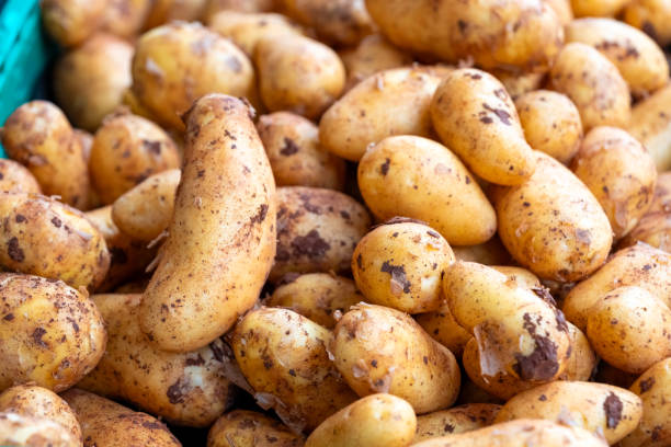 Freshly harvested potatoes displaying various shapes and sizes at a local market during the afternoon stock photo