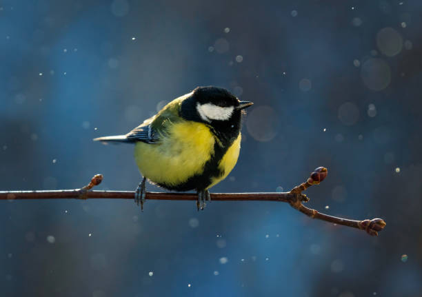 istock bird tit sitting on a branch under falling shiny snow in winter park 2191329032