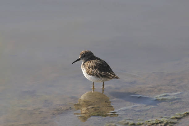 istock Least Sandpiper (calidris minutilla) standing in shallow water 2191329099