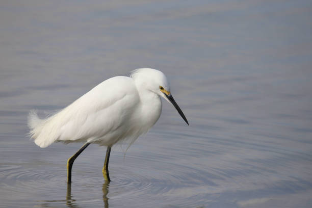 Snowy Egret (egretta thula) foraging in shallow water