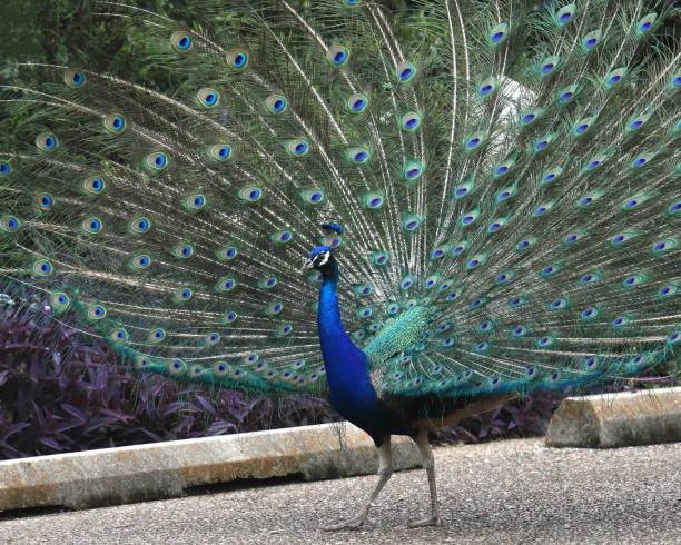 istock Indian Peafowl (male) (pavo cristatus) walking through a parking lot displaying it's tail in a big fan 2191329112