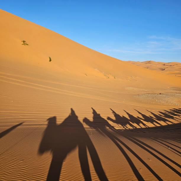 istock The Sahara Desert Shadows on Sand Dunes 2191329461