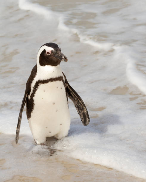 istock South African Cape Town Boulder Beach Penguin 2191330049