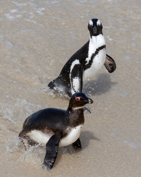 Two South African Cape Town Boulder Beach penguins walking out of the water.
