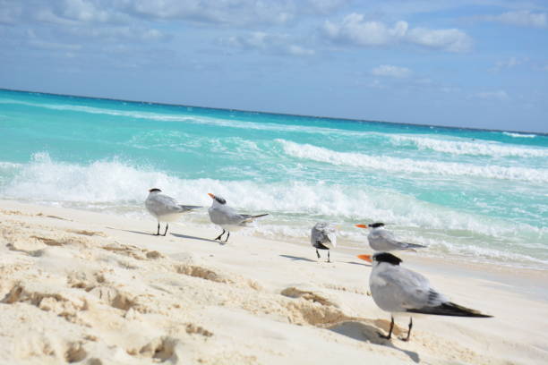 Group of Wild Sea Birds on Turquoise Waters  and white sand beach
