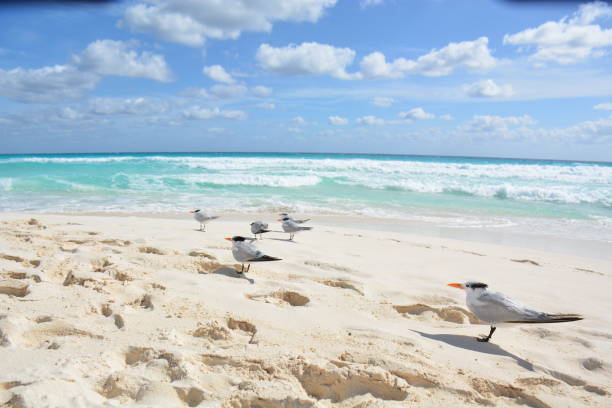 istock Wild sea birds on a beach 2191330392