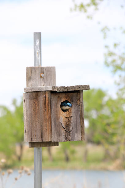 istock Bird and Birdhouse 2191330670