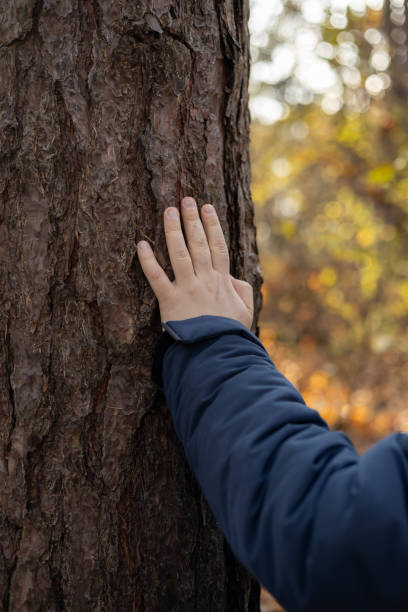 istock A man's hand is lying on a tree trunk in a forest on a sunny day. Caring for the environment. The ecology the concept of saving the world and love nature by human 2191330971