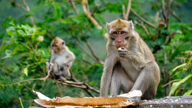 Macaca fascicularis (kera ekor panjang, monyet ekor panjang, long-tailed macaque, crab-eating monkey, cynomolgus macaque) is eating rice
