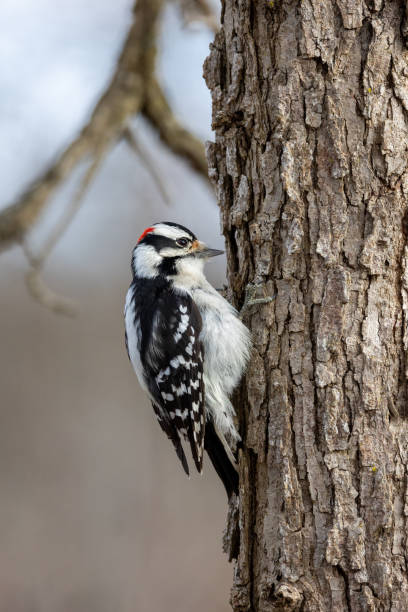 istock Downey woodpecker hiding seeds in a tree 2191333830
