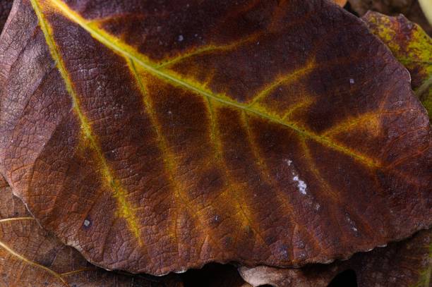 istock Discovering the intricate patterns on a dried leaf reveals nature artistry in fall colors and textures 2191334249