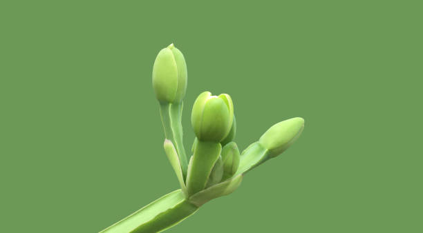 istock Limnocharis flava bud and branch 2191334782
