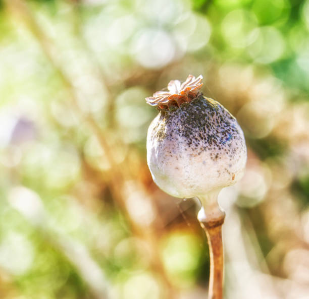 A detailed view of a poppy seed pod, showcasing its texture, surrounded by a blurred natural background.