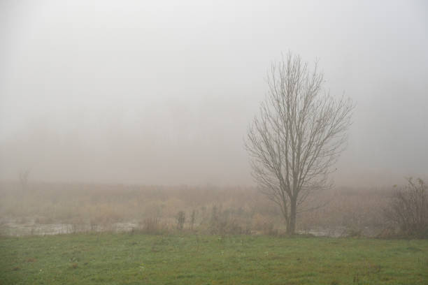 Fog partially obscures a large leafless tree growing on a riverside during autumn morning with copy space.
