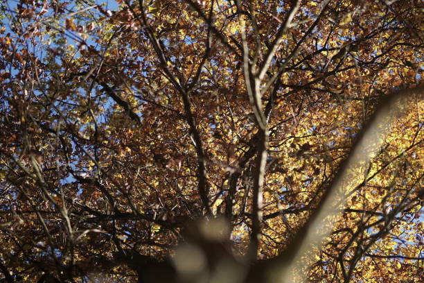 Autumn Season in Germany