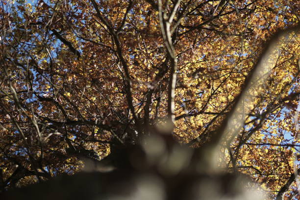 Beautiful Autumn Season in Germany