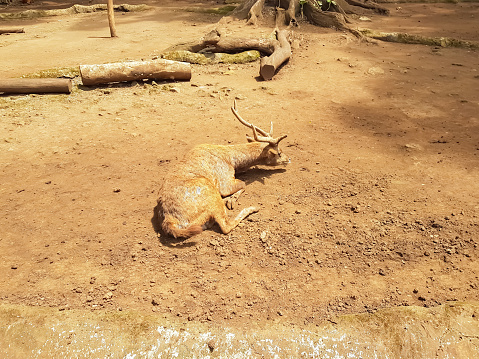 Timor Rusa Deer Rusa Timor Or Rusa Timorensis Also Known Java Deer Is A Type Of ...