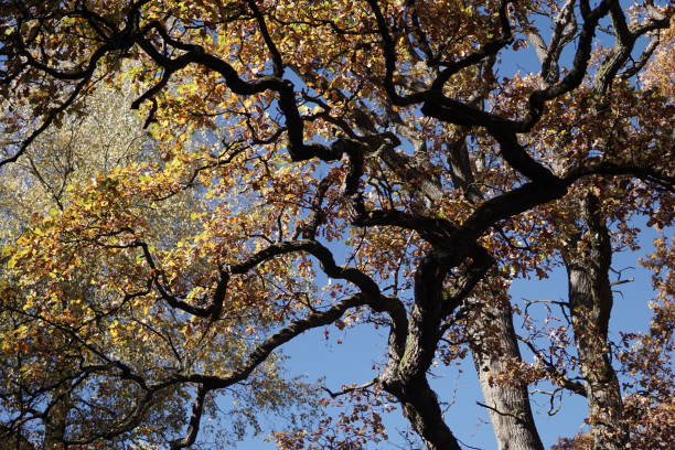 istock Beautiful Autumn Season in Germany 2191337312