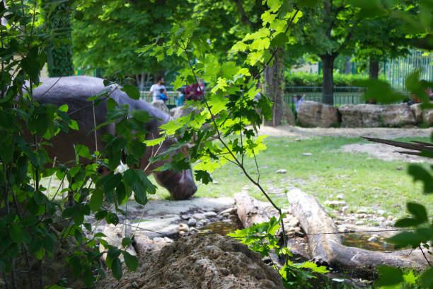 A hippopotamus grazing in its enclosure, partially obscured by vibrant green leaves in the foreground. A natural zoo habitat setting.