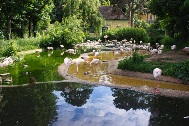 istock Group of flamingos by a reflective pond 2191338394