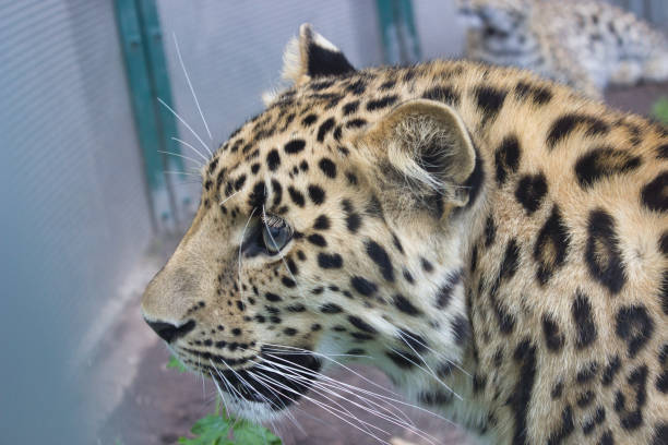 This is a snow leopard. It is extremely rare on the planet, mainly found in the mountainous areas of central Asia.It is a typical animal that lives on rocky cliffs in highlands and is a vulnerable species. It is a first-class protected wild animal by the country.