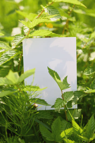 istock White card surrounded by green leaves 2191343033