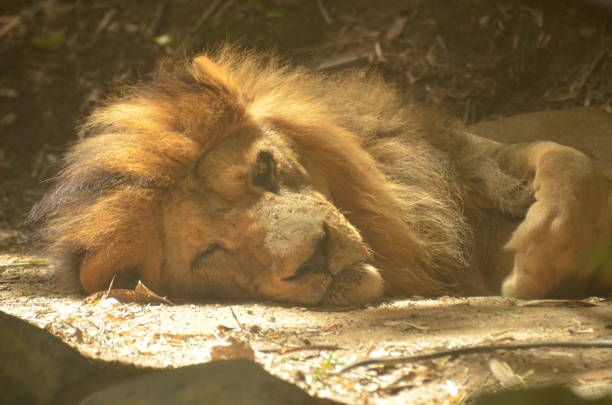 The image depicts a lion lying on the ground, appearing to be asleep or resting. The lion has a thick mane that frames its face, and its body is partially obscured by the surrounding environment. The ground appears natural, with some leaves and possibly dirt. The lighting is soft, suggesting a serene atmosphere.