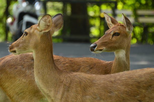 A brown deer with antlers standing near a wooden fence in grassy outdoor area, looking calm and natural.