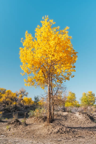istock The scenery of Sidao Bridge in Ejina Populus euphratica forest, Inner Mongolia, China 2191346217