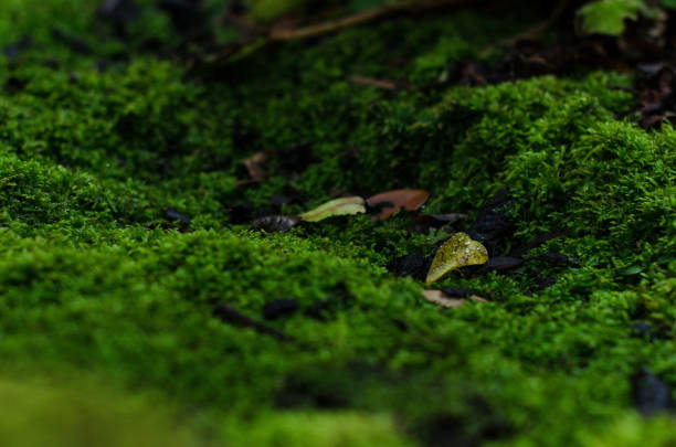 The image shows a close-up view of a mossy surface, primarily covered in vibrant green moss. Scattered among the moss are a few small, brown and yellow leaves, adding contrast to the greenery. The texture appears soft and lush, indicating a damp environment.This scene may suggest themes of nature, growth, and decay. Moss often thrives in moist and shaded areas, which can represent resilience and the beauty of life in less favorable conditions.
