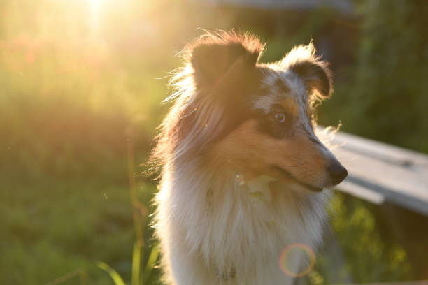 istock A sheltie dog with a collar is sitting in the grass 2191347504