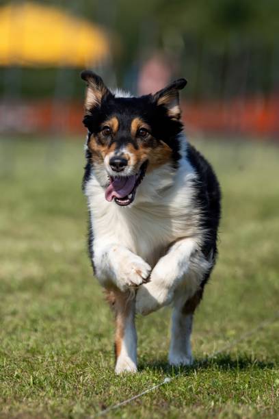 istock Australian Shepherd Aussie Running Lure Course Sprint Dog Sport 2191347522